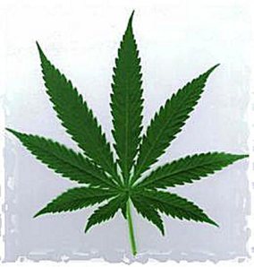 cannabis3