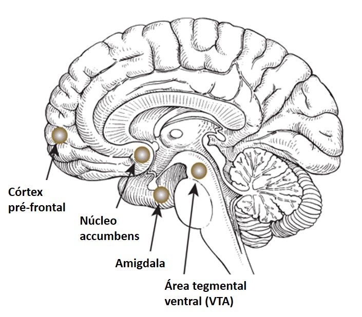 Núcleo acumbens-area tegmental ventral y amígdala / www.revistacarbono.com