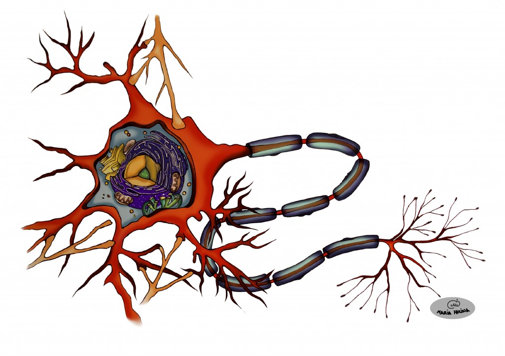 Neurona / M.M.