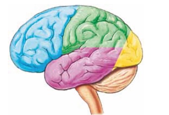 Cerebro humano / M. M.